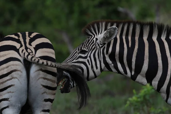 Cavalos Zebra Preto Branco Jogando Kruger National Park África Sul — Fotografia de Stock