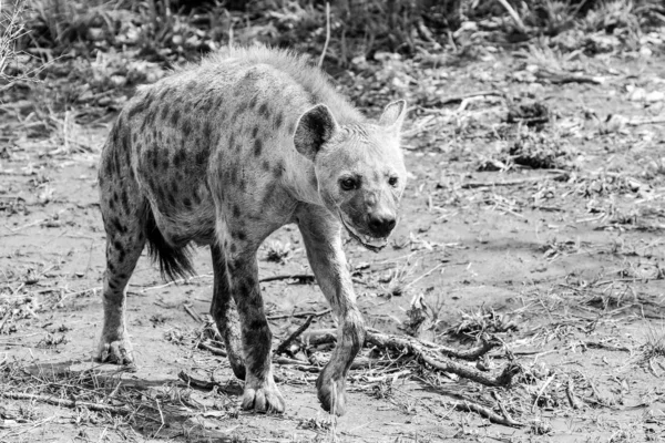 Spotted Hyena Kalahari Zuid Afrika — Stockfoto