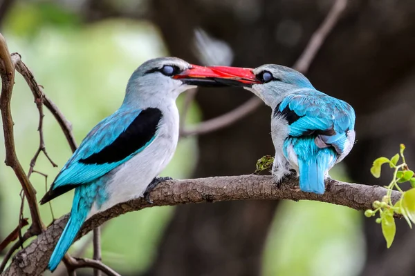 Woodland kingfisher birds couple on branch of tree looking talking