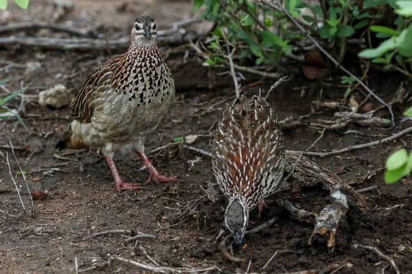 Rosy-throated longclaws in  grass, Africa