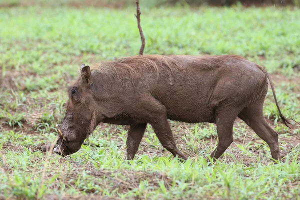 Warthog Świnia Chodzenie Zielone Pole Trawy Kruger National Park Republika — Zdjęcie stockowe
