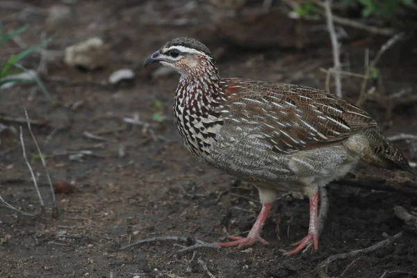 Garganta Rosada Garra Larga Hierba África — Foto de Stock