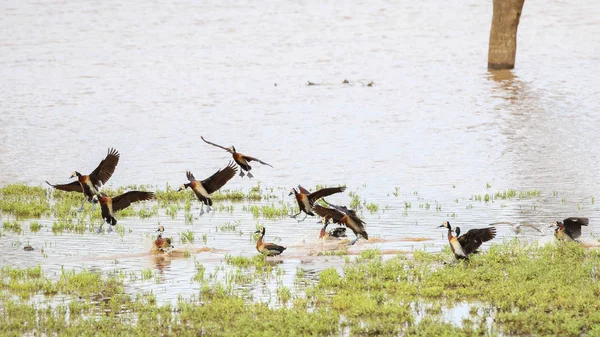 Beyaz Yüzlü Ördekler Aile Olarak Üzerinde Uçuyor Kruger Ulusal Parkı — Stok fotoğraf