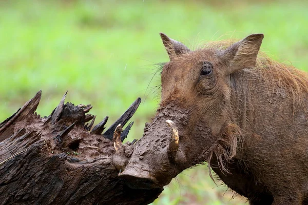 Babi Hutan Berjalan Padang Rumput Hijau Taman Nasional Kruger Afrika — Stok Foto