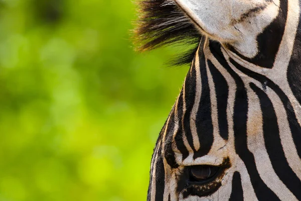 南非野生斑马头上的黑白条纹 — 图库照片