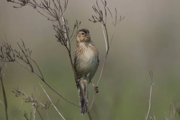 Kleiner Vogel Ruht Auf Ast — Stockfoto