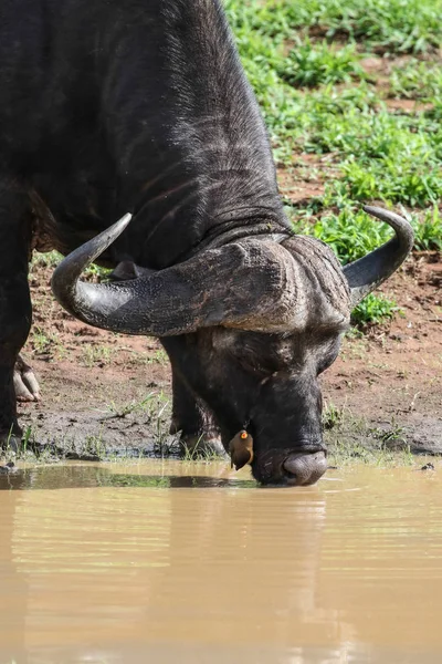 Viejo Macho Toro Búfalo Del Cabo Con Cuernos Largos Sudáfrica —  Fotos de Stock