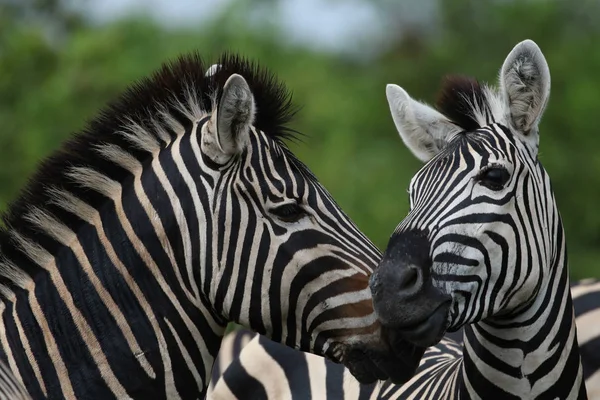 Czarno Białe Konie Zebra Gra Kruger National Park Afryka Południowa — Zdjęcie stockowe