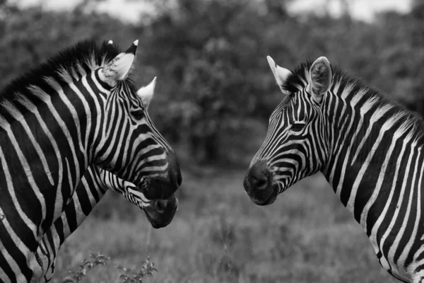 Preto Branco Zebra Cavalos Jogando Kruger National Park África Sul — Fotografia de Stock