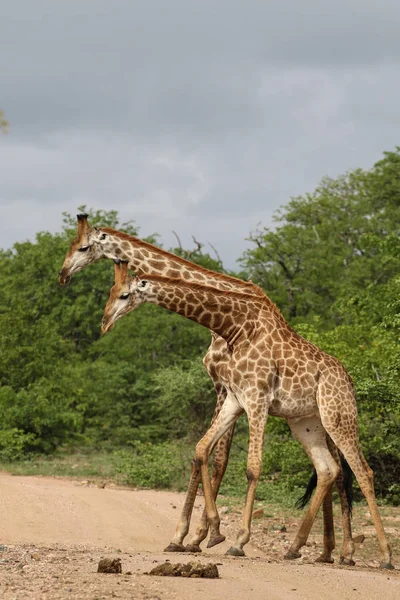 Afrikanska Giraffer Slåss Med Långa Halsar Safari Kruger National Park — Stockfoto