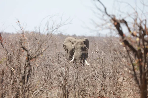 Elefante Colmillo Grande Caminando Arbustos Secos Parque Nacional Kruger — Foto de Stock