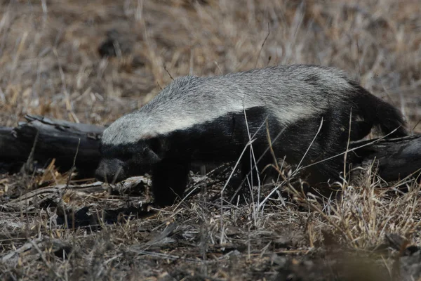 Honey Badger Går Sand Kalahari Sydafrika — Stockfoto