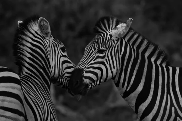 Preto Branco Zebra Cavalos Jogando Kruger National Park África Sul — Fotografia de Stock