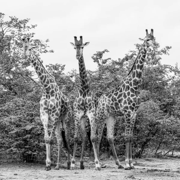 Fekete Fehér Fotó Afrikai Zsiráf Család Együtt Tölteni Időt Safari — Stock Fotó