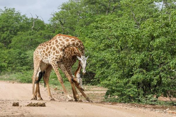 Afrikanska Giraffer Slåss Med Långa Halsar Safari Kruger National Park — Stockfoto