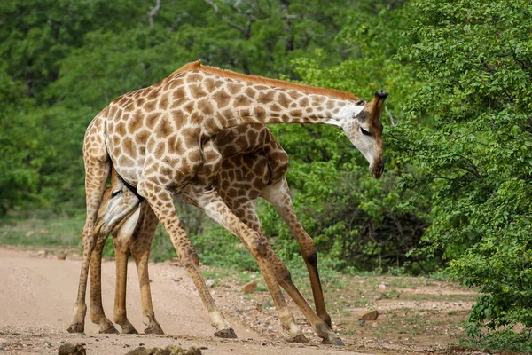 Afrikanska Giraffer Slåss Med Långa Halsar Safari Kruger National Park — Stockfoto