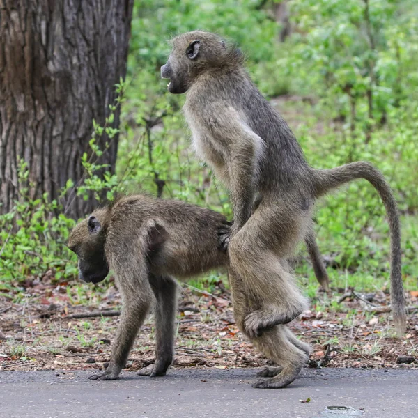 Grey Chacma Baboon Monkeys Playing Each Other Road Kruger National — Stock Photo, Image