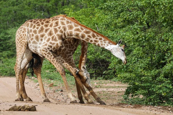 Afrikanska Giraffer Slåss Med Långa Halsar Safari Kruger National Park — Stockfoto