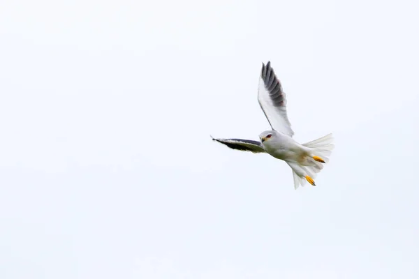 Aquilone Dalle Spalle Nere Volo Con Sfondo Cielo Bianco Kruger — Foto Stock