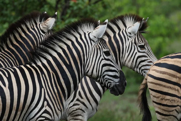 Czarno Białe Konie Zebra Gra Kruger National Park Afryka Południowa — Zdjęcie stockowe