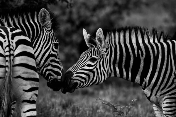 Preto Branco Zebra Cavalos Jogando Kruger National Park África Sul — Fotografia de Stock