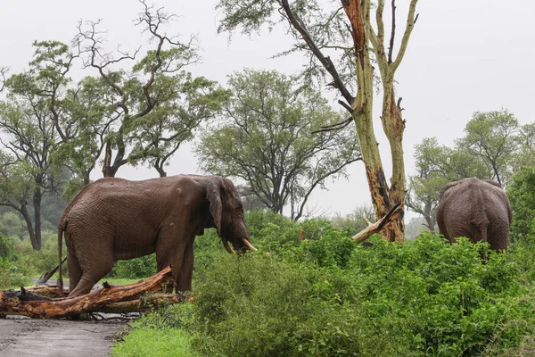 Elefantes Africanos Lluvia Caminando Por Carretera Grava Después Empujar Árbol — Foto de Stock