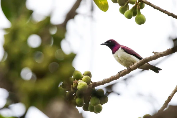 Violet-backed starling bird eating figs from tree with blue cloudy sky background, Kruger National Park, South Africa