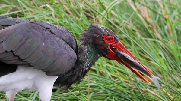 Caça Pássaros Garça Negra Para Peixes Rio Kruger National Park — Fotografia de Stock