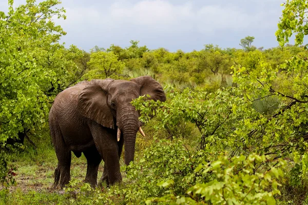 Elefante Africano Bajo Lluvia Parque Nacional Kruger Sudáfrica — Foto de Stock