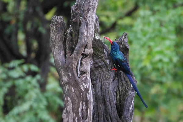 Yeşil Ahşap Hoopoe Kuş Ölü Bir Ağaç Gövde Üzerinde Yiyecek — Stok fotoğraf