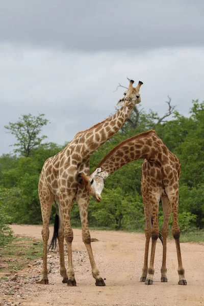 Afrykańskiej Żyrafy Walki Długie Szyje Safari Kruger National Park — Zdjęcie stockowe