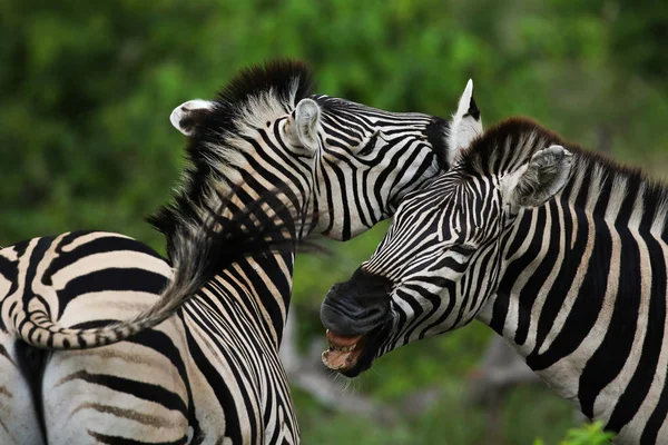 Caii Zebra Alb Negru Joc Parcul Național Kruger Africa Sud — Fotografie, imagine de stoc