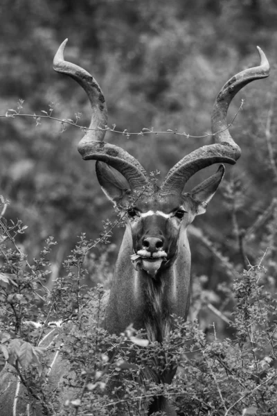 Nagy Férfi Kudu Antilop Hullámos Szarv Vastag Bokor Dél Afric — Stock Fotó