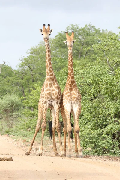 African Giraffes Fighting Long Necks Safari Kruger National Park — Stock Photo, Image