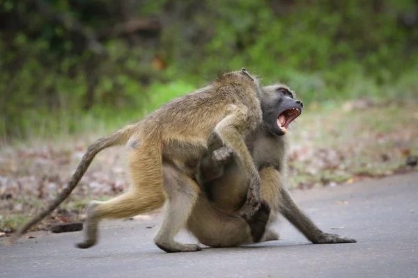 灰色夏玛大猩猩猴子在公路上互相玩耍 克鲁格国家公园 — 图库照片