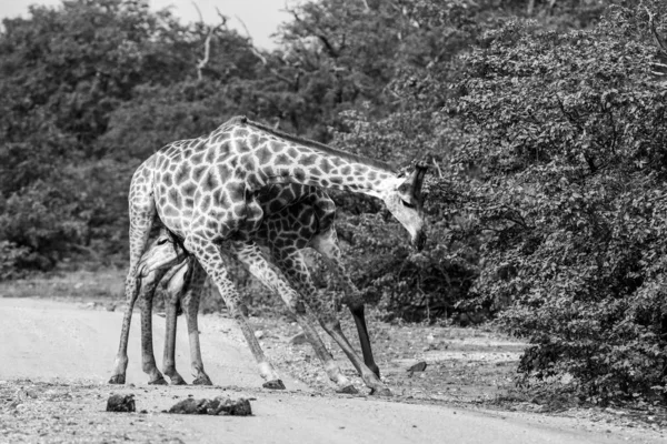 Foto Blanco Negro Jirafas Africanas Luchando Con Cuellos Largos Safari — Foto de Stock