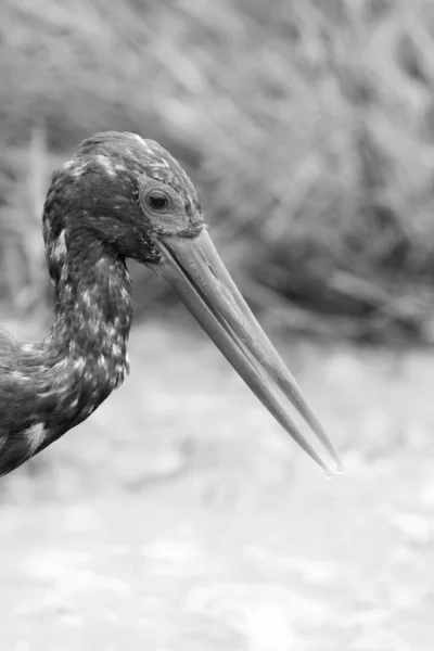 Černé Bílé Fotografie Černé Heron Pták Lov Ryb Řece Krugerův — Stock fotografie