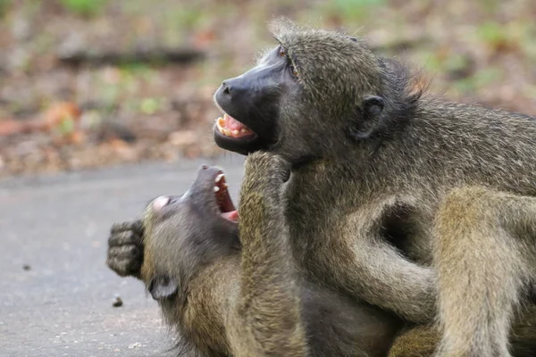 Grey Chacma Baboon Monkeys Playing Each Other Road Kruger National — Stock Photo, Image