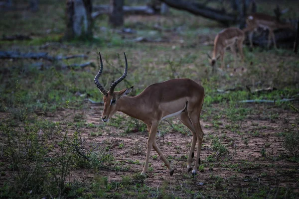 Antiótopos Carnero Impala Con Cuernos Monte Parque Nacional Kruger —  Fotos de Stock