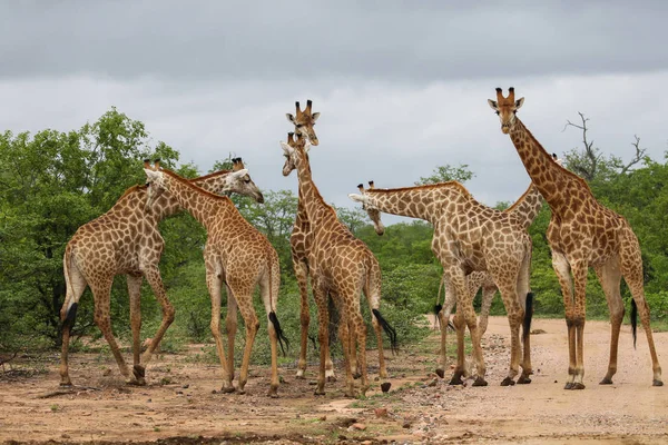 Jirafa Africana Familia Pasar Tiempo Juntos Safari Parque Nacional Kruger — Foto de Stock