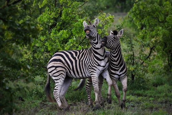 Czarno Białe Konie Zebra Gra Kruger National Park Afryka Południowa — Zdjęcie stockowe