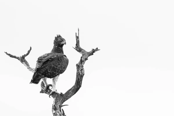 Tawny Eagle Gren Trädet Kruger National Park — Stockfoto