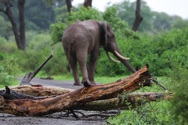 Африканский Слон Дождем Идущий Гравийной Дороге После Толкания Дерева Дороге — стоковое фото