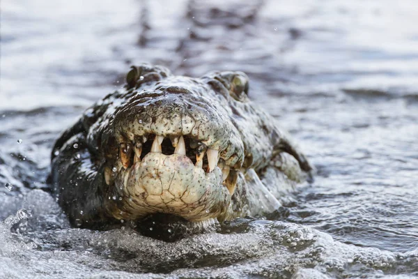 Cocodrilo Del Nilo Caza Peces Agua Del Río Parque Nacional — Foto de Stock