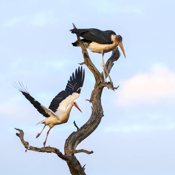 White storks on background ; Specie Ciconia ciconia family of Ciconiidae