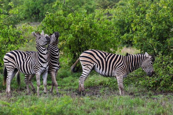 Black and white zebra horses playing, Kruger National Park, South Africa