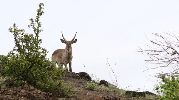 Wasserbockwidder Steht Afrikanischen Busch Kruger Nationalpark — Stockfoto