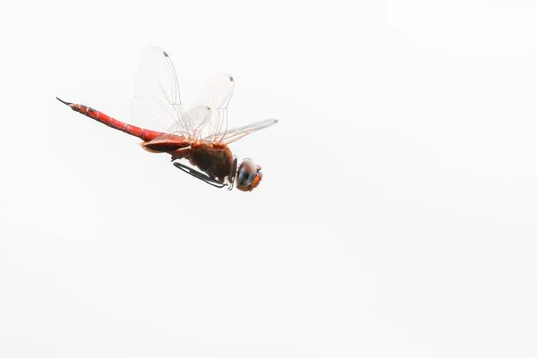 Dragonfly Letu Čistým Pozadím Kruger National Park Jižní Afrika — Stock fotografie