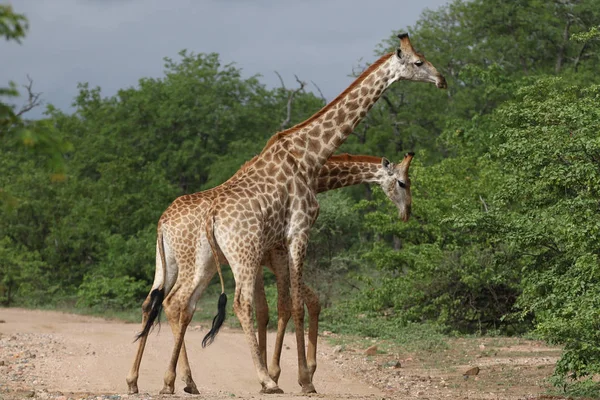 Afrikai Zsiráf Harcok Hosszú Nyakkal Szafari Kruger Nemzeti Park — Stock Fotó