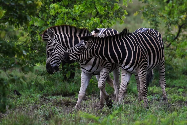 Czarno Białe Konie Zebra Gra Kruger National Park Afryka Południowa — Zdjęcie stockowe